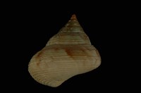 藏品(腰帶鐘螺)的圖片